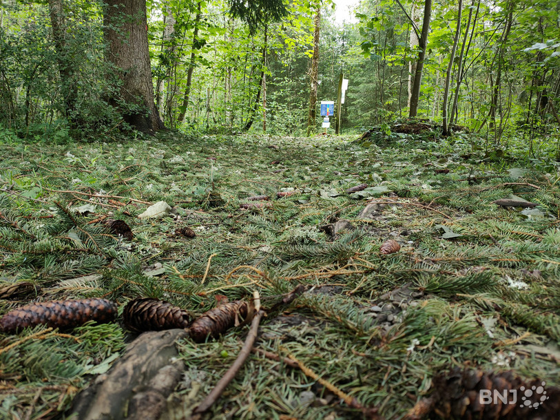 À la Joux Pélichet sur les hauts du Locle, c'est un véritable tapis de branches de sapin qui recouvre les sentiers de la piste Vita.