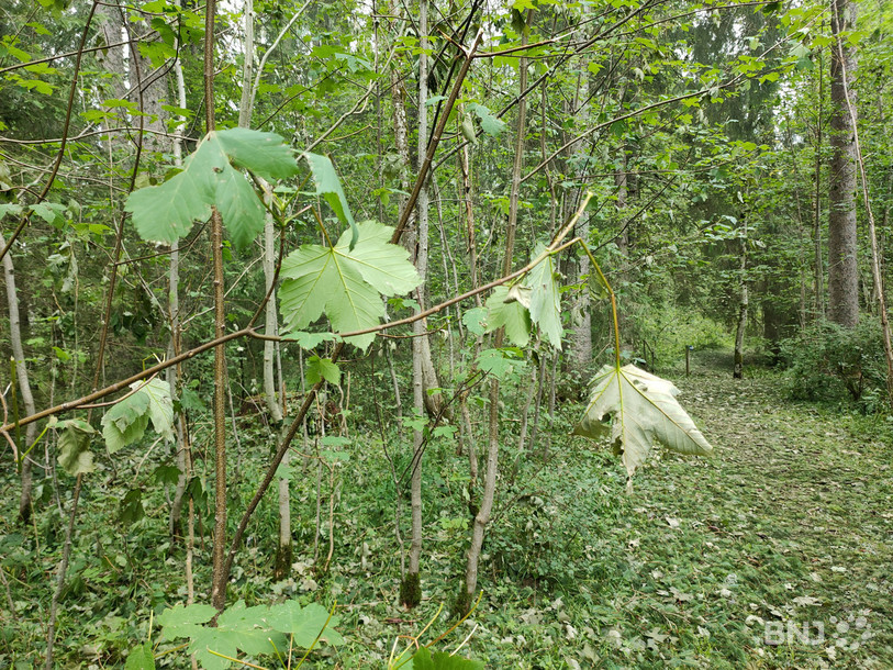 Certaines feuilles sèchent alors qu'elles sont encore accrochées aux arbres.