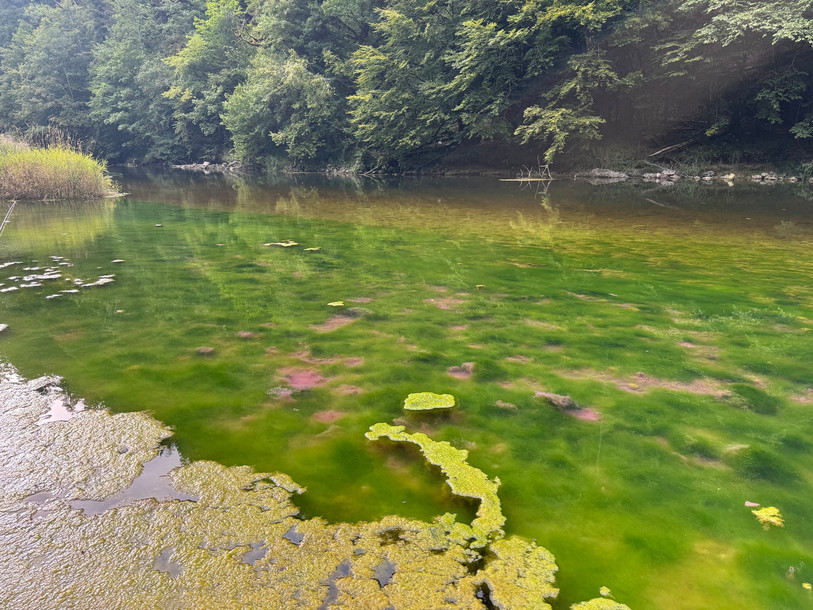 À cause de la chaleur, des algues (roses pour certaines), se développent dans le Doubs (Photo : Thierry Christen). 