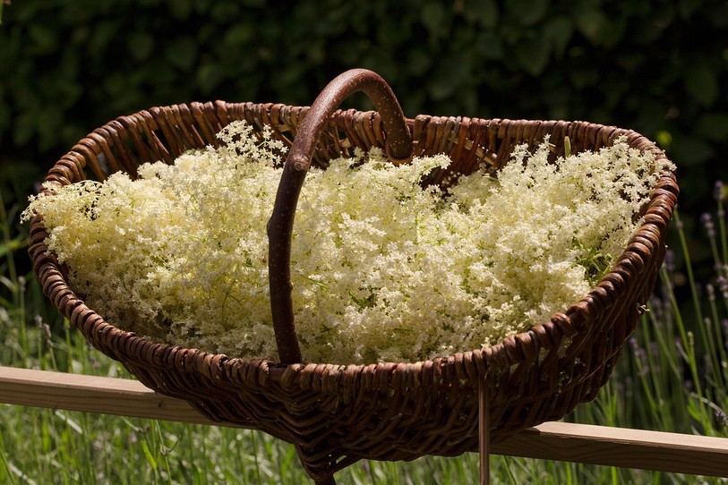 Fleurs de sureau