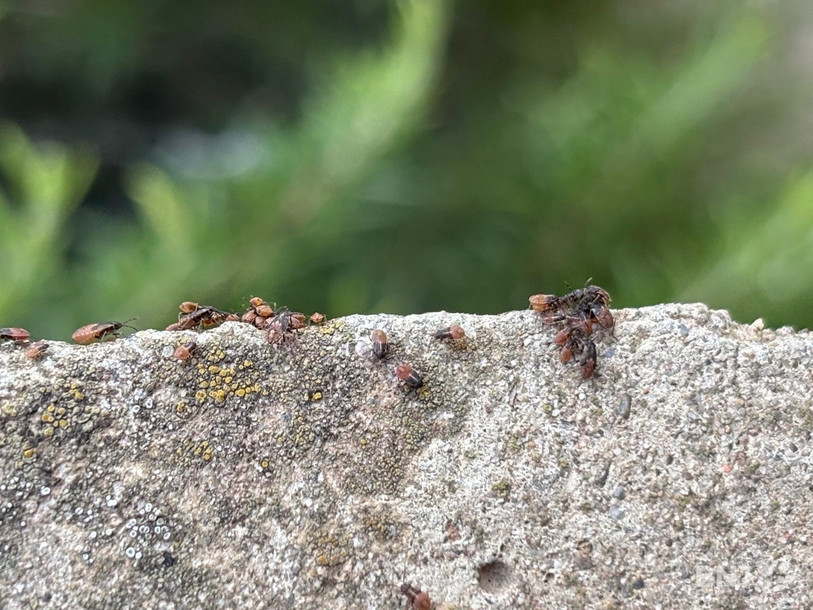 Les punaises de céréales peuvent envahir les jardins très rapidement, avant de disparaître presque aussi vite.