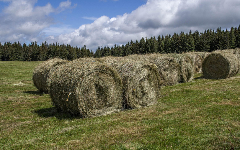 L’approvisionnement de fourrages protéagineux est mis à mal par notamment des difficultés d’importation avec le bas niveau du Rhin. (Photo libre de droits)