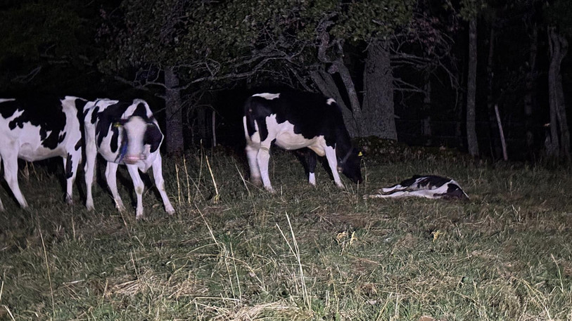 Une carcasse de bovin découverte en août 2026 dans le canton de Neuchâtel. (Photo : Loïc Chevalier)