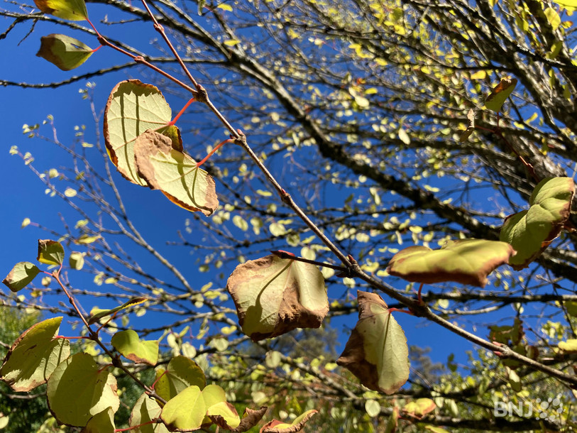 Certaines feuilles ont brûlé sous l'effet des rayons du soleil cet été. Ici, un arbre au caramel, originaire du Japon et installé au Jardin botanique de Neuchâtel.