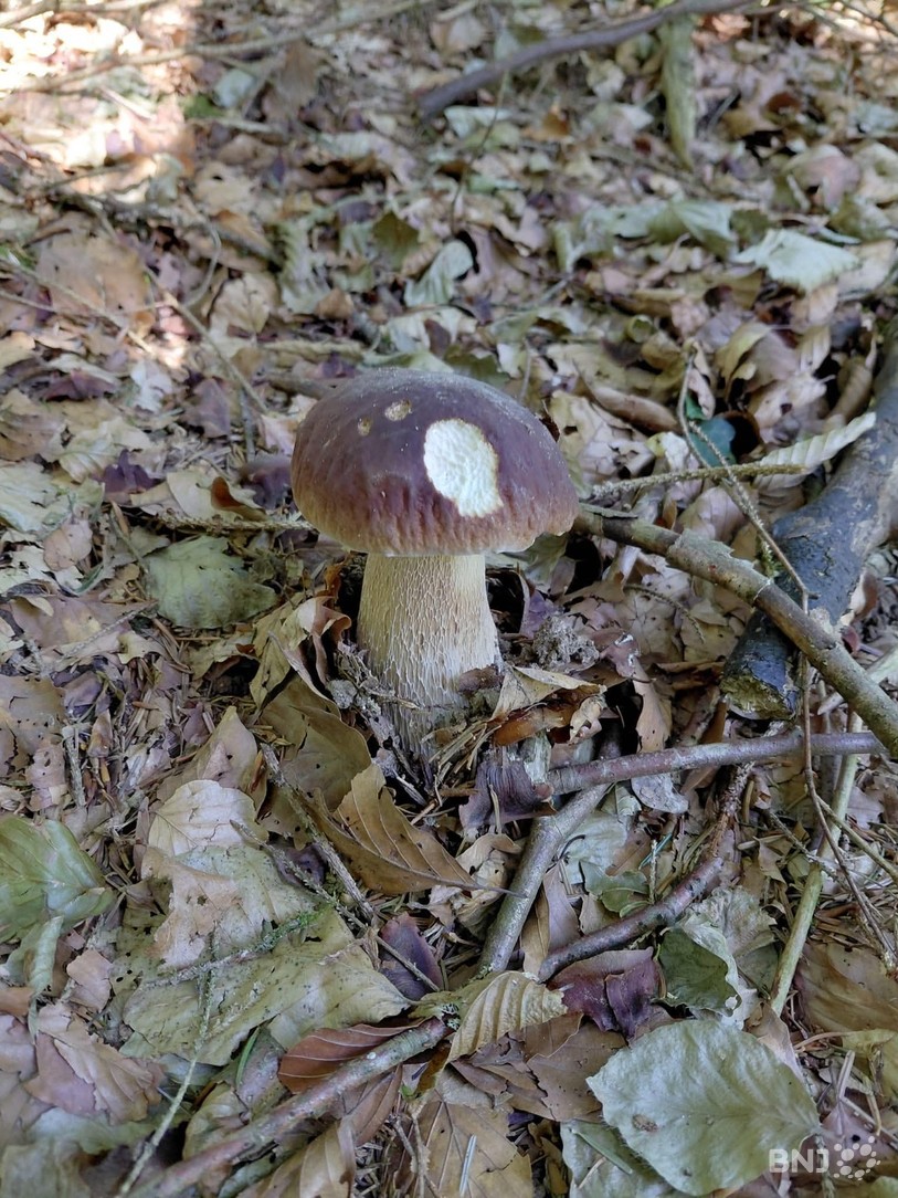 champignon
