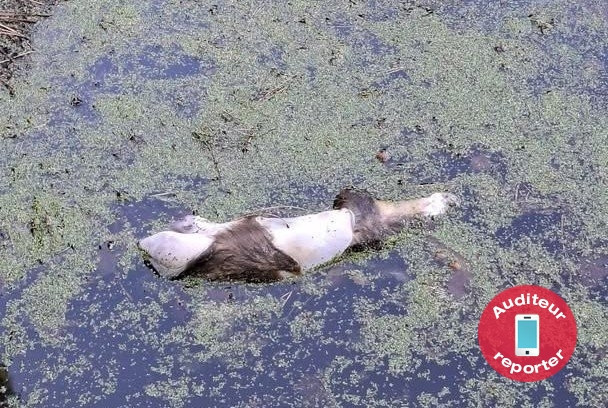 Plusieurs dépouilles d'animaux sont visibles dans l'eau. (Photo : auditeur reporter).