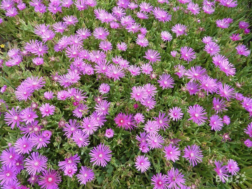 Massif de fleurs