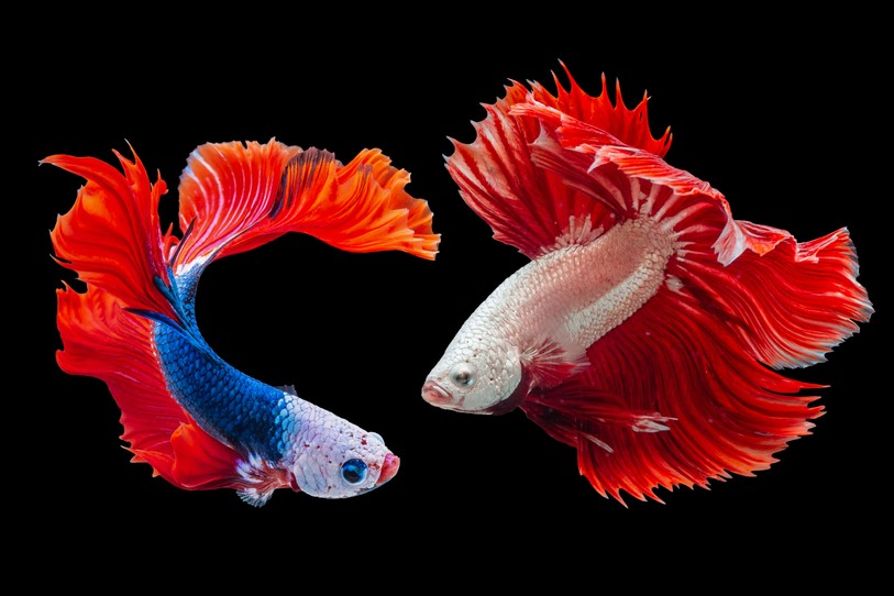 Image prétexte de poisson. Source : Unsplash