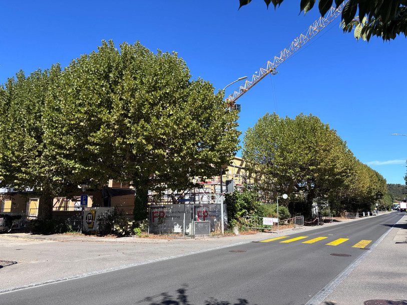 Seuls deux platanes devront être abattus d'ici la fin d'année et trois autres dans un délai de 15 ans.