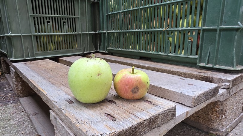 À gauche, une pomme de calibre normal , à droite, un fruit de taille moyenne cette année.