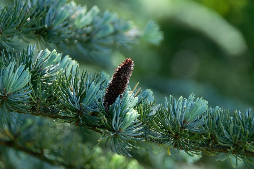 sapin