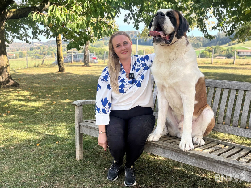 Taranaïs Bally est la maîtresse du Saint-Bernard Ovo, le géniteur d'une portée qui va bientôt voir le jour à la Fondation Barry.