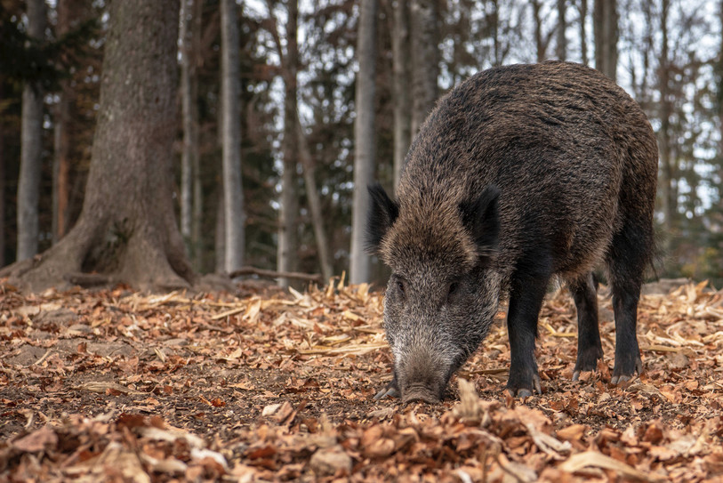 Pour les sangliers, les chasseurs ne doivent pas respecter un seuil maximal. (Photo d’illustration.)