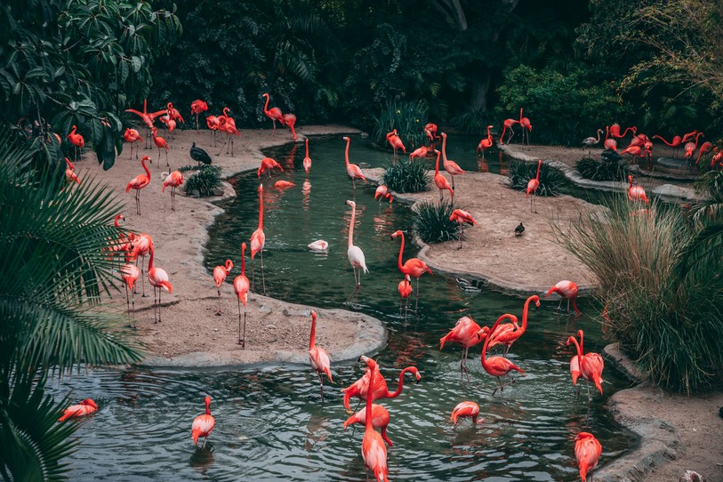 Image prétexte de flamants roses. Source : Unsplash