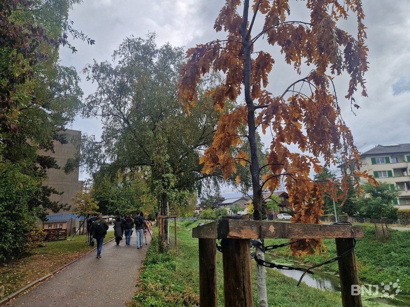 Un des 75 jeunes arbres qui n'a pas supporté la canicule à Yverdon-les-Bains.