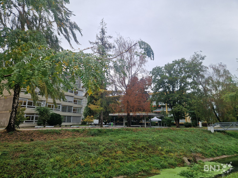 Les feuilles oranges de ce bouleau ne sont pas dues à l'arrivée de l'automne. L'arbre est en réalité bien sec.