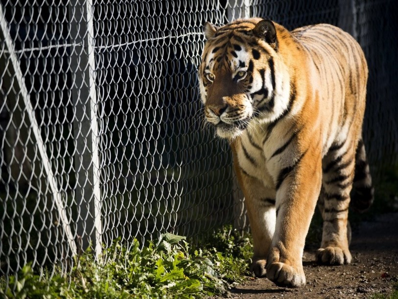 Un homme tué par un tigre dans un zoo britannique - RTN votre radio ...