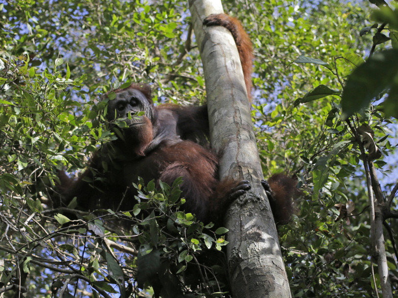 Photo: KEYSTONE/AP/DITA ALANGKARA
