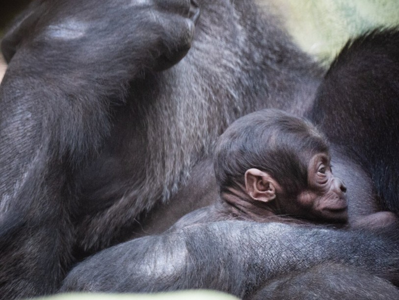 Photo: Handout Zoo Basel