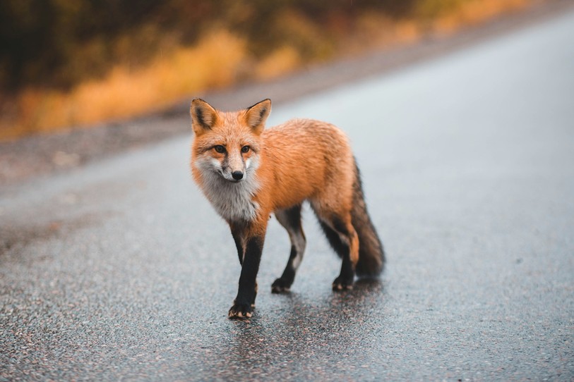 Image prétexte d’un renard. Source : Unsplash