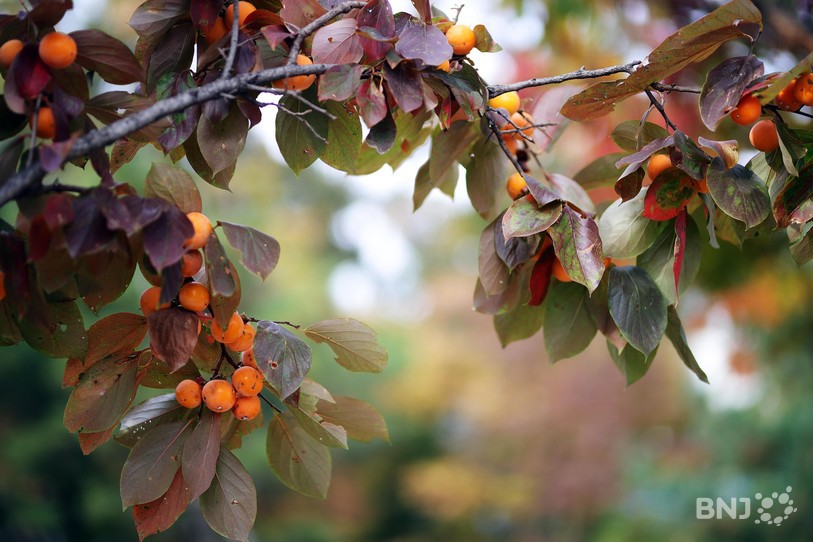 Fruits d'automne