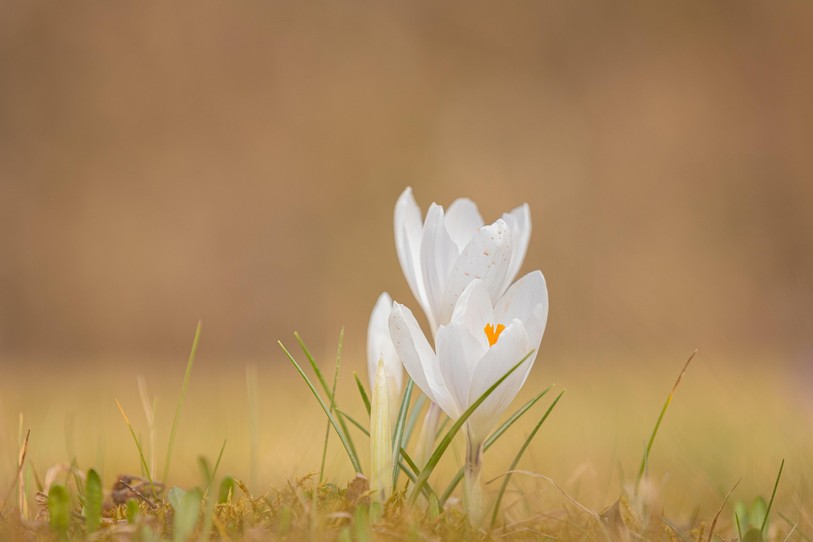 Un beau bulbe fait la belle fleur.