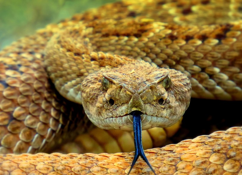 Image prétexte d'un serpent. Source : Unsplash