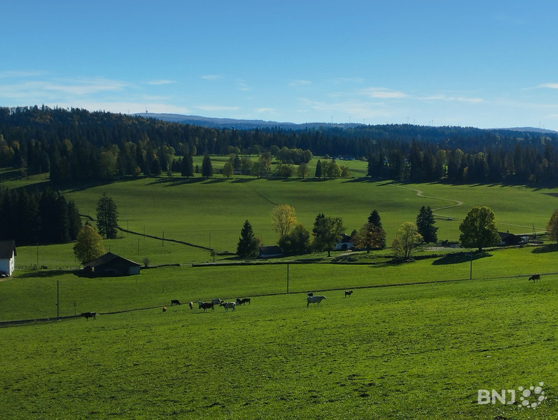 Le Jura compte 4'300 hectares de pâturages boisés, comme ici dans les Franches-Montagnes.