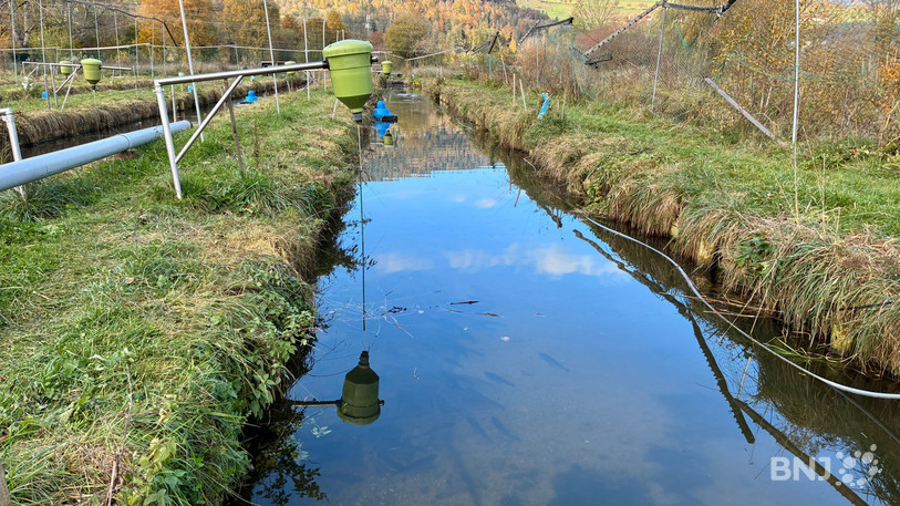 Les derniers mois ont été tendus face à la difficulté de maintenir un taux d'oxygène suffisant dans les bassins.