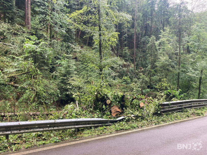 Un massif forestier a été frappé par la tempête à St-Ursanne.