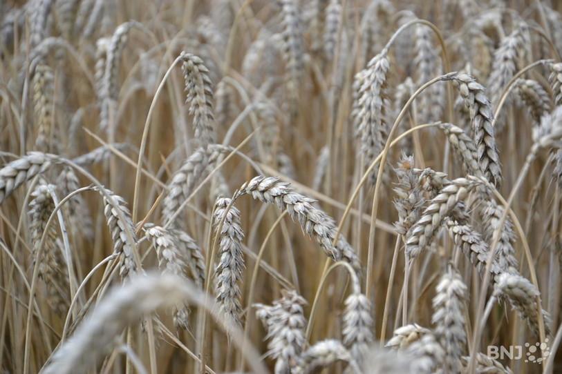 Le Gouvernement jurassien met en consultation deux révisions de loi dans le domaine de l'agriculture