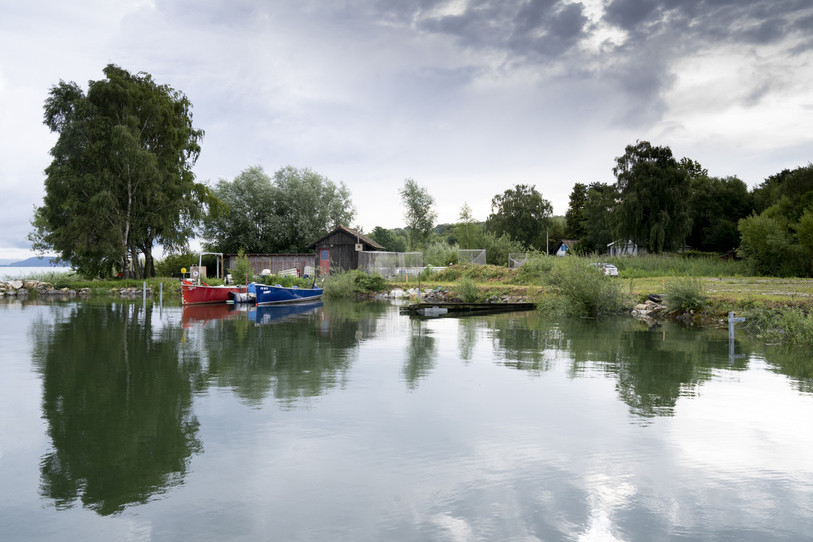 Des bateaux de pêche sont photographiés lors de l'inauguration du port des pêcheurs de Delley-Portalban reamenagé ce mercredi 14 juillet 2021 à Delley sur le Lac de Neuchatel dans le canton de Fribourg. (Photo : KEYSTONE / Sandra Hildebrandt).