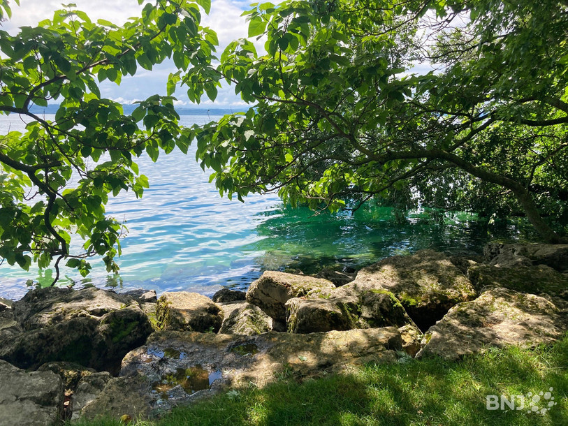 La tortue de l'espèce pseudemys concinna a été aperçue à l'Est du lac de Neuchâtel.