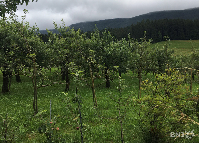 Certains arbres ont perdu 90% de leurs fruits à cause des gelées tardives et de la grêle, au verger de Loveresse.