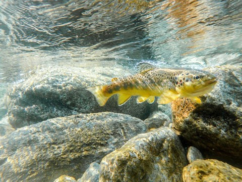 Gérer un crue ou une décrue naturelle, la faune des rivières sait le faire. C'est quand il y a une intervention humaine que les choses deviennent plus délicates. (Photo : Fédération suisse de pêche)