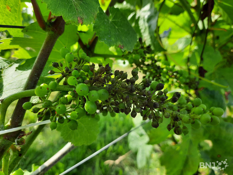 Le mildiou provoque des dégâts importants sur les grappes de raisins.