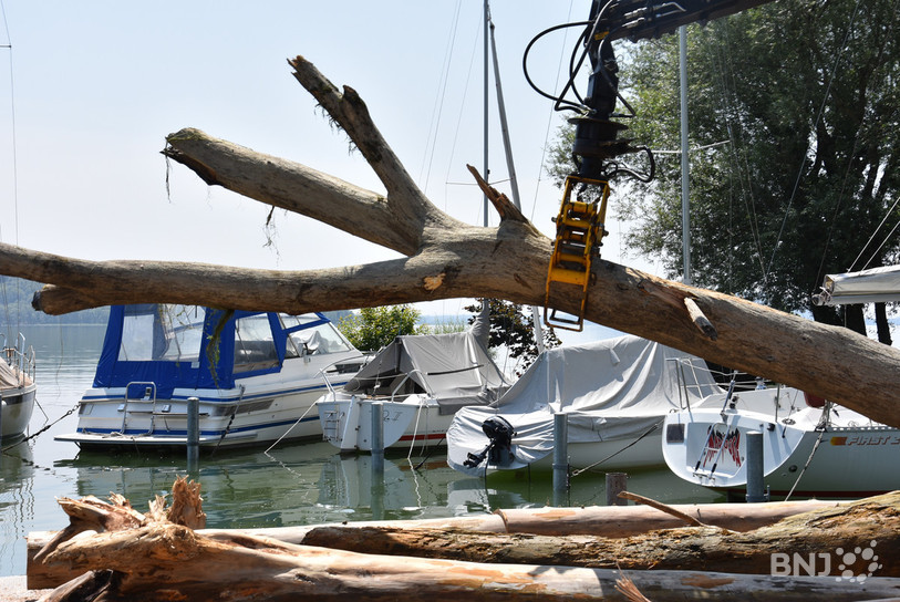 Plus de 1000 mètres cubes de bois flottants ont déjà été récoltés pour le seul lac de Bienne.