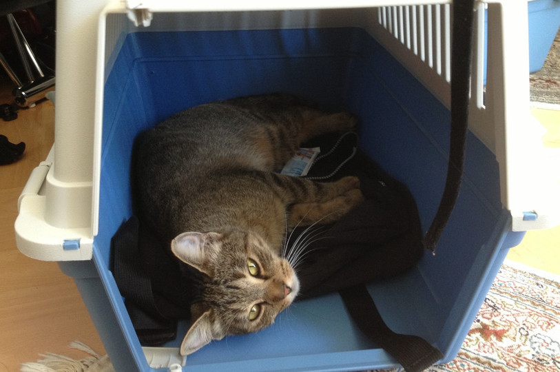 Il faut transporter son animal de manière sûre afin qu'il ne mette pas quelqu'un en danger durant le trajet, par exemple un box de transport pour les chats.