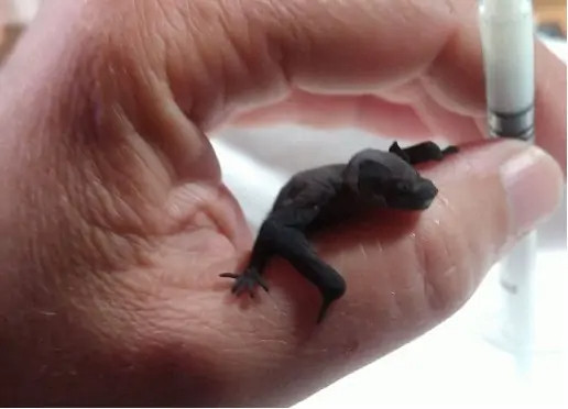 Un bébé chauve-souris en plein repas. (Photo : CCO Jura).