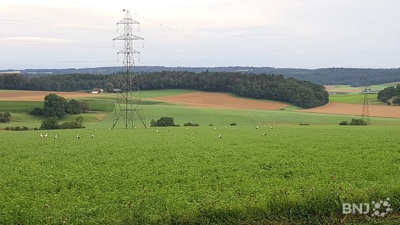 Une cinquantaine de cigognes ont pris le petit-déjeuner dans un champ entre Fontenais et Villars-sur-Fontenais ce mardi.