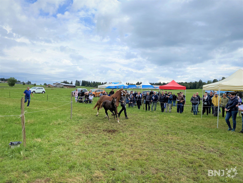Au programme de cette semaine du cheval, les concours de poulains ont lieu tous les jours dans divers villages franc-montagnards.