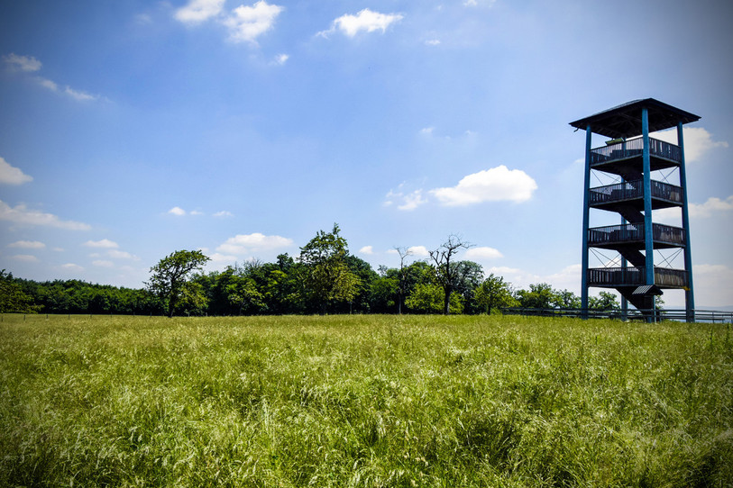 Le festival se tiendra aux abords de la tour panoramique de Boncourt, près de la cabane du Mont Renaud. (Photo : Mirador Festival)