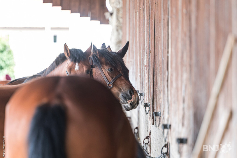 Les chevaux ont pu faire les beaux à l'occasion de la semaine du cheval. (Photo: Jonathan Vallat)