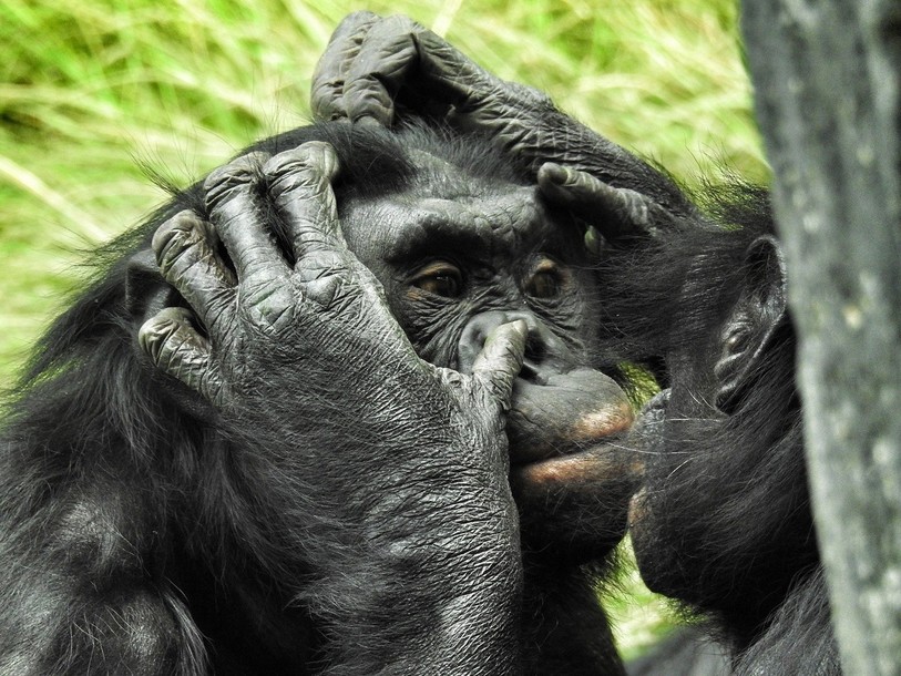  Les chimpanzés dorment plus longtemps en groupe que seuls. (Photo : illustration)