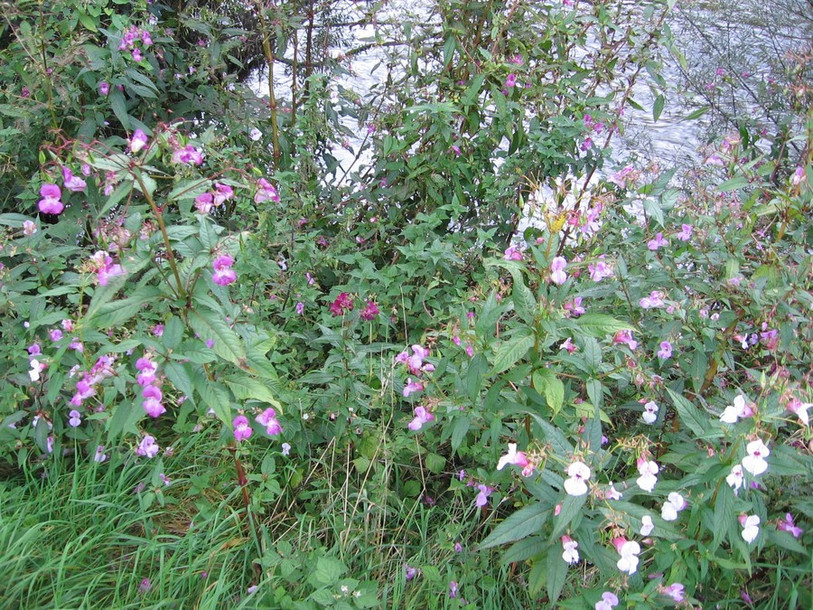 Certaines plantes, comme l'impatiente glanduleuse, longent les cours d'eau et nuisent à la biodiversité. (Photo : jura.ch).