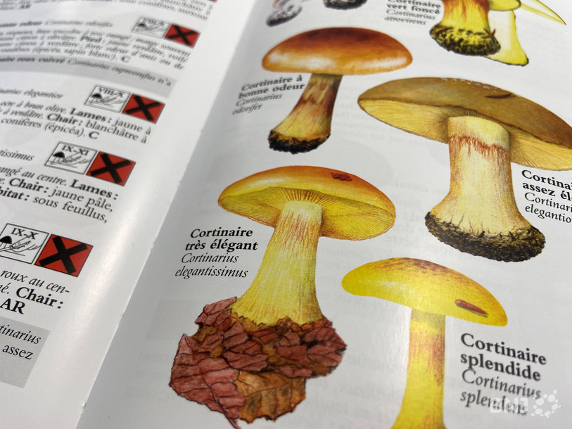 Un guide sur les champignons sort de presse RFJ votre radio régionale — free download