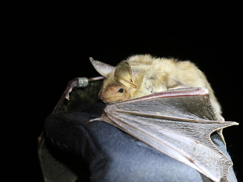 Un grande colonie de chauves-souris a ses quartiers dans le temple de Sonceboz. (Photo : Réseau chauve-souris valais / Anouk Athanasiades).