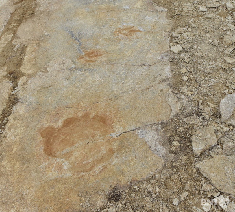 Des traces de dinosaures mise en évidence en Ajoie. (Photo: archives)
