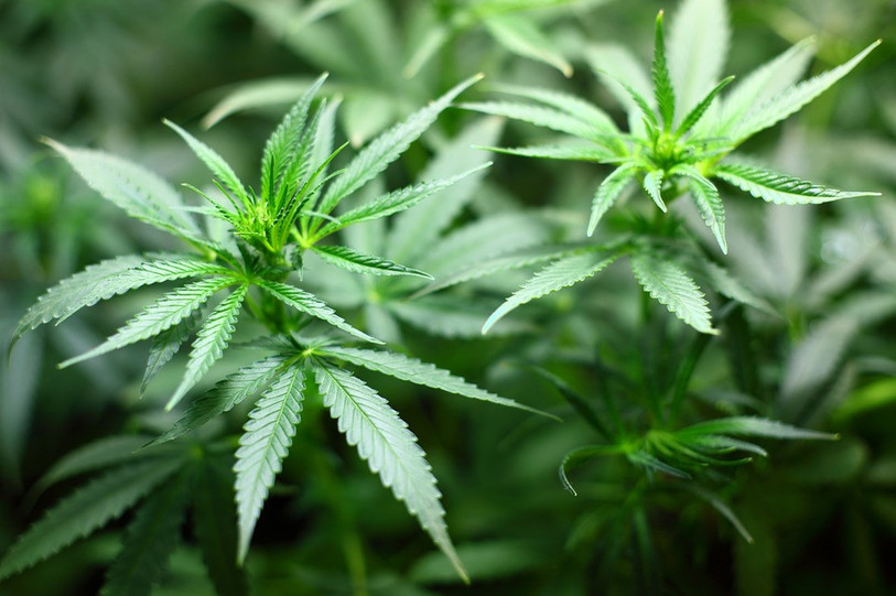Les plants de cannabis ne sont jamais arrivés à destination. (Image libre de droit).