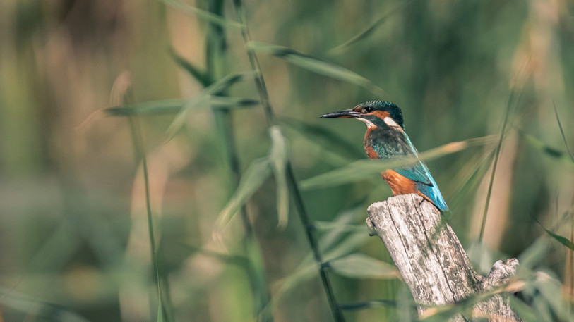 Le photographe ajoulot Gaëtan Schnepp fait la part belle aux animaux et paysages de Suisse (photo : Gaëtan Schnepp).